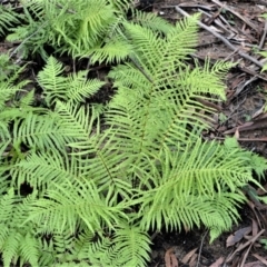 Blechnum cartilagineum (Gristle Fern) at Bamarang Nature Reserve - 13 Aug 2020 by plants