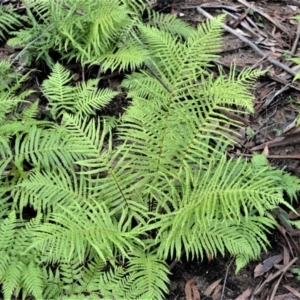 Blechnum cartilagineum at Bamarang, NSW - 13 Aug 2020