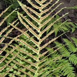 Blechnum cartilagineum at Bamarang, NSW - suppressed