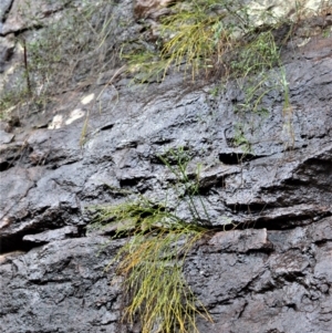 Psilotum nudum at Bamarang, NSW - 13 Aug 2020 01:03 AM