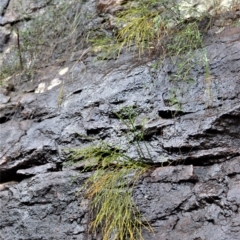 Psilotum nudum (Skeleton Fork-fern) at Bamarang Nature Reserve - 12 Aug 2020 by plants