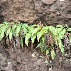 Adiantum hispidulum var. hispidulum (Rough Maidenhair) at Bamarang Nature Reserve - 12 Aug 2020 by plants