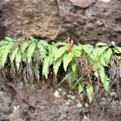 Adiantum hispidulum var. hispidulum (Rough Maidenhair) at Bamarang, NSW - 12 Aug 2020 by plants