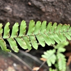 Adiantum hispidulum var. hispidulum at Bamarang, NSW - 13 Aug 2020