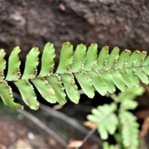 Adiantum hispidulum var. hispidulum at Bamarang, NSW - suppressed