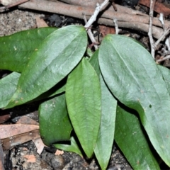 Smilax glyciphylla (Native Sarsaparilla) at Bamarang Nature Reserve - 12 Aug 2020 by plants