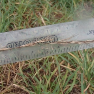 Aristida ramosa at Melba, ACT - 14 Aug 2020 12:52 PM