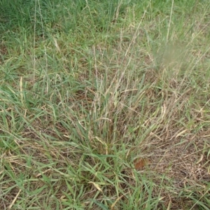 Aristida ramosa at Melba, ACT - 14 Aug 2020 12:52 PM