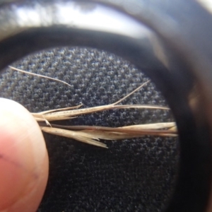 Aristida ramosa at Melba, ACT - 14 Aug 2020 12:52 PM