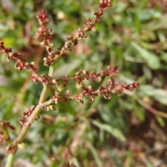 Rumex acetosella (Sheep Sorrel) at Melba, ACT - 3 Aug 2020 by rbtjwht