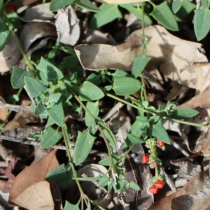 Einadia nutans subsp. nutans at Gundaroo, NSW - 18 May 2020 12:58 PM