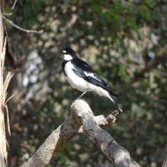 Grallina cyanoleuca (Magpie-lark) at Isaacs Ridge and Nearby - 13 Aug 2020 by Mike