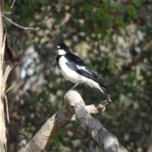 Grallina cyanoleuca at Isaacs Ridge - 13 Aug 2020