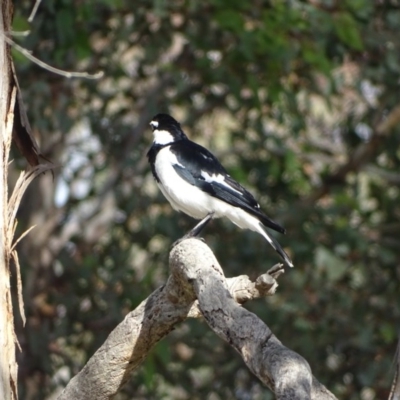Grallina cyanoleuca (Magpie-lark) at Isaacs Ridge and Nearby - 13 Aug 2020 by Mike