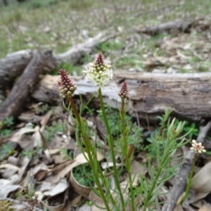 Stackhousia monogyna at O'Malley, ACT - 14 Aug 2020