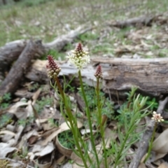 Stackhousia monogyna (Creamy Candles) at O'Malley, ACT - 14 Aug 2020 by Mike