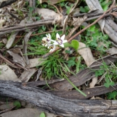 Wurmbea dioica subsp. dioica (Early Nancy) at O'Malley, ACT - 14 Aug 2020 by Mike