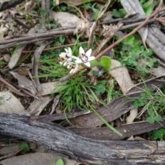 Wurmbea dioica subsp. dioica (Early Nancy) at O'Malley, ACT - 14 Aug 2020 by Mike