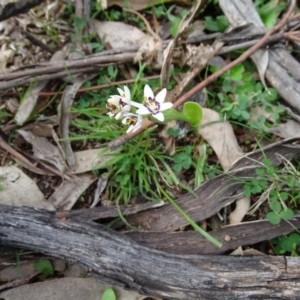 Wurmbea dioica subsp. dioica at O'Malley, ACT - 14 Aug 2020