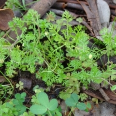 Cotula australis (Common Cotula, Carrot Weed) at Garran, ACT - 14 Aug 2020 by Mike