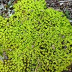 Barbula sp. at Mount Mugga Mugga - 14 Aug 2020 by Mike