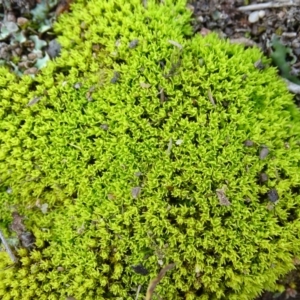 Barbula sp. at Garran, ACT - 14 Aug 2020