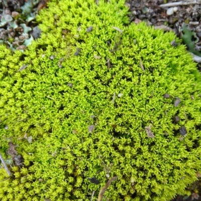 Barbula sp. at Garran, ACT - 14 Aug 2020 by Mike