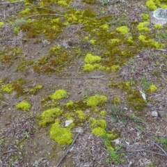 Barbula sp. at Garran, ACT - 14 Aug 2020