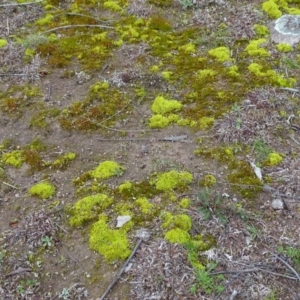 Barbula sp. at Garran, ACT - 14 Aug 2020