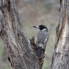 Cracticus torquatus (Grey Butcherbird) at Mount Mugga Mugga - 14 Aug 2020 by Mike