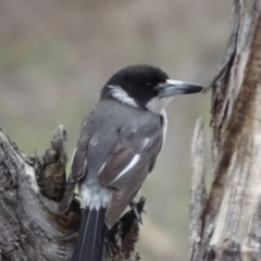 Cracticus torquatus at Garran, ACT - 14 Aug 2020