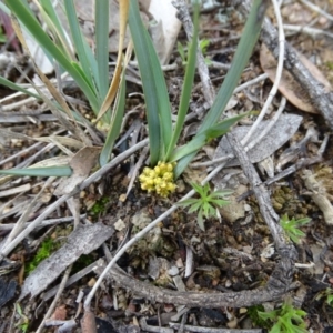 Lomandra bracteata at Red Hill, ACT - 14 Aug 2020