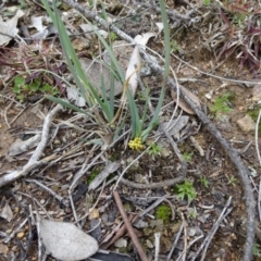 Lomandra bracteata at Red Hill, ACT - 14 Aug 2020