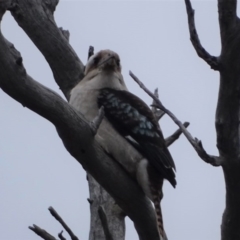 Dacelo novaeguineae (Laughing Kookaburra) at O'Malley, ACT - 14 Aug 2020 by Mike