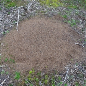 Iridomyrmex purpureus at O'Malley, ACT - 14 Aug 2020