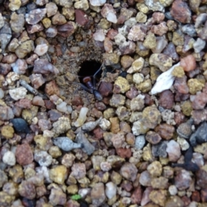 Iridomyrmex purpureus at O'Malley, ACT - 14 Aug 2020