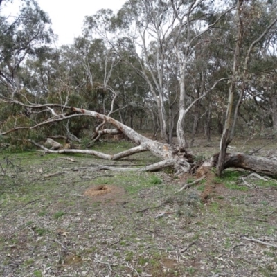 Eucalyptus bridgesiana (Apple Box) at Mount Mugga Mugga - 14 Aug 2020 by Mike