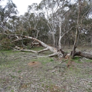 Eucalyptus bridgesiana at O'Malley, ACT - 14 Aug 2020