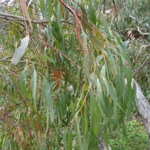 Eucalyptus bridgesiana at O'Malley, ACT - 14 Aug 2020