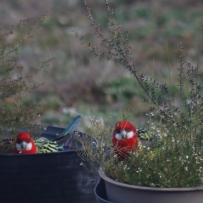 Platycercus eximius (Eastern Rosella) at Gundaroo, NSW - 28 Jul 2020 by Gunyijan
