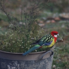 Platycercus eximius at Gundaroo, NSW - 28 Jul 2020