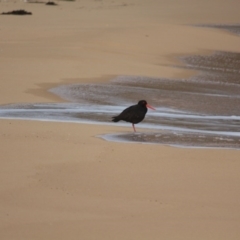 Haematopus fuliginosus (Sooty Oystercatcher) at Wallagoot, NSW - 12 Aug 2020 by RossMannell