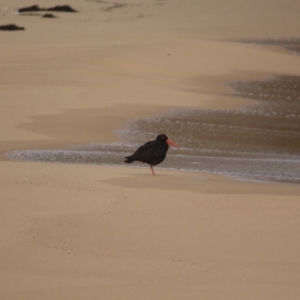 Haematopus fuliginosus at Wallagoot, NSW - suppressed
