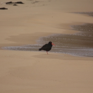 Haematopus fuliginosus at Wallagoot, NSW - 12 Aug 2020