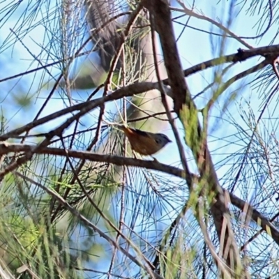 Pardalotus punctatus (Spotted Pardalote) at Mimosa Rocks National Park - 31 Jul 2020 by RossMannell