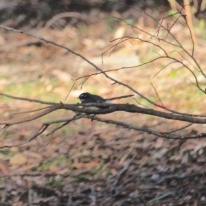 Rhipidura albiscapa at Nelson, NSW - 1 Aug 2020