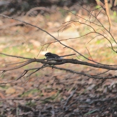 Rhipidura albiscapa (Grey Fantail) at Mimosa Rocks National Park - 1 Aug 2020 by RossMannell