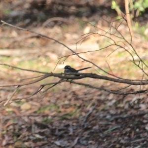 Rhipidura albiscapa at Nelson, NSW - 1 Aug 2020