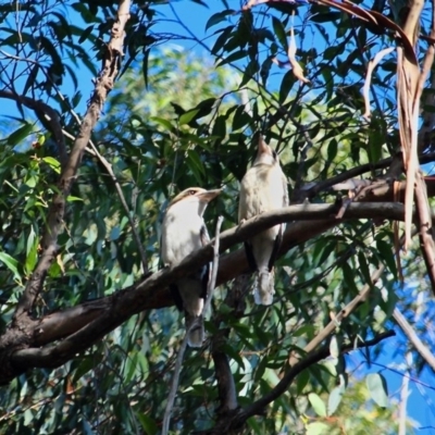 Dacelo novaeguineae (Laughing Kookaburra) at Mimosa Rocks National Park - 1 Aug 2020 by RossMannell