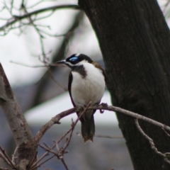 Entomyzon cyanotis (Blue-faced Honeyeater) at Hughes Grassy Woodland - 14 Aug 2020 by LisaH